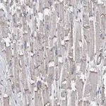 Merck Anti-MYZAP antibody produced in rabbit