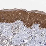Merck Anti-IL11RA antibody produced in rabbit