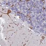 Merck Anti-CEP152 antibody produced in rabbit