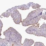 Merck Anti-CEP164 antibody produced in rabbit