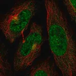 Merck Anti-CDK13 antibody produced in rabbit