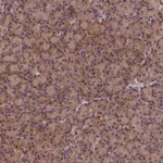Merck Anti-KIAA0100 antibody produced in rabbit