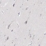 Merck ANTI-ELFN2 antibody produced in rabbit