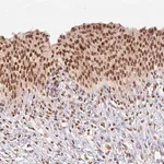 Merck Anti-NFE2L1 antibody produced in rabbit