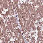 Merck Anti-XK antibody produced in rabbit