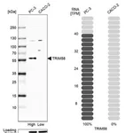 Merck Anti-TRIM58 antibody produced in rabbit