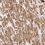 Merck Anti-TMEM65 antibody produced in rabbit