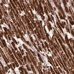 Merck Anti-MT-CO1 antibody produced in rabbit