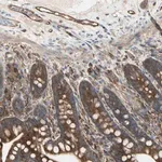 Merck Anti-IGSF9B antibody produced in rabbit