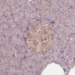 Merck Anti-GPRC5D antibody produced in rabbit