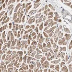 Merck Anti-DCBLD2 antibody produced in rabbit