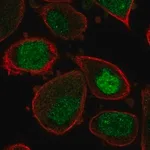 Merck Anti-ASF1A antibody produced in rabbit