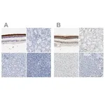Merck Anti-IMPG2 antibody produced in rabbit