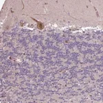 Merck Anti-CABP1 antibody produced in rabbit