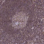 Merck Anti-NCKAP1L antibody produced in rabbit