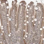 Merck Anti-CUX1 antibody produced in rabbit