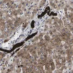 Merck Anti-SCD antibody produced in rabbit