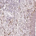 Merck Anti-COL5A1 antibody produced in rabbit