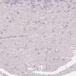 Merck Anti-FOCAD antibody produced in rabbit