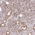Merck Anti-MAML2 antibody produced in rabbit