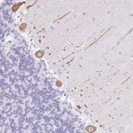 Merck Anti-SEL1L2 antibody produced in rabbit