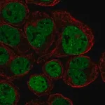 Merck Anti-CX3CR1 antibody produced in rabbit