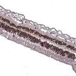 Merck Anti-RB1 antibody produced in rabbit