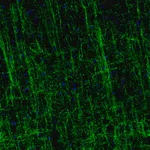 Merck Monoclonal Anti-MOG antibody produced in mouse