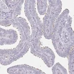 Merck Anti-DNAH11 antibody produced in rabbit