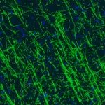 Merck Monoclonal Anti-MBP antibody produced in mouse