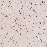 Merck Anti-FAM13A antibody produced in rabbit