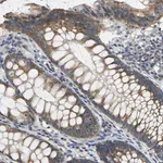 Merck Anti-AHNAK antibody produced in rabbit