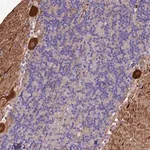 Merck Anti-MFSD2A antibody produced in rabbit