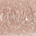 Merck Anti-CACNA1H antibody produced in rabbit