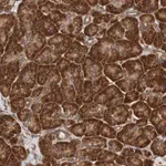 Merck Anti-TMEM109 antibody produced in rabbit