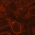 Merck Anti-Rubicon antibody, Mouse monoclonal