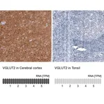 Merck Monoclonal Anti-VGLUT2 antibody produced in mouse