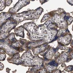 Merck Anti-BTN2A1 antibody produced in rabbit