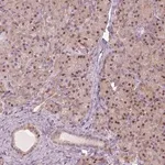 Merck Anti-SQSTM1 antibody produced in rabbit