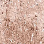 Merck Monoclonal Anti-MAP2 antibody produced in mouse