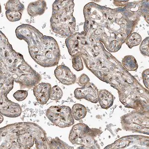 Merck Anti-SLC38A2 antibody produced in rabbit
