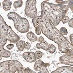 Merck Anti-SLC38A2 antibody produced in rabbit