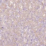 Merck Anti-CEACAM7 antibody produced in rabbit