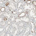Merck Anti-PTH1R antibody produced in rabbit