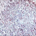 Merck Anti-Histone Deacetylase 3 (HDAC3) antibody produced in rabbit