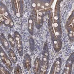 Merck Anti-SRBD1 antibody produced in rabbit