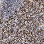 Merck Anti-C1QC antibody produced in rabbit