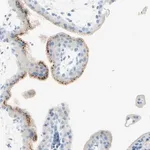 Merck Anti-IL6ST antibody produced in rabbit