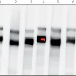 Merck Anti-HSP90 antibody produced in rabbit