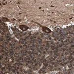 Merck Anti-GPSM2 antibody produced in rabbit